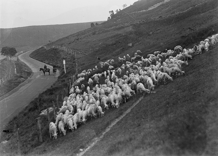 Elan Valley Sheep.jpg